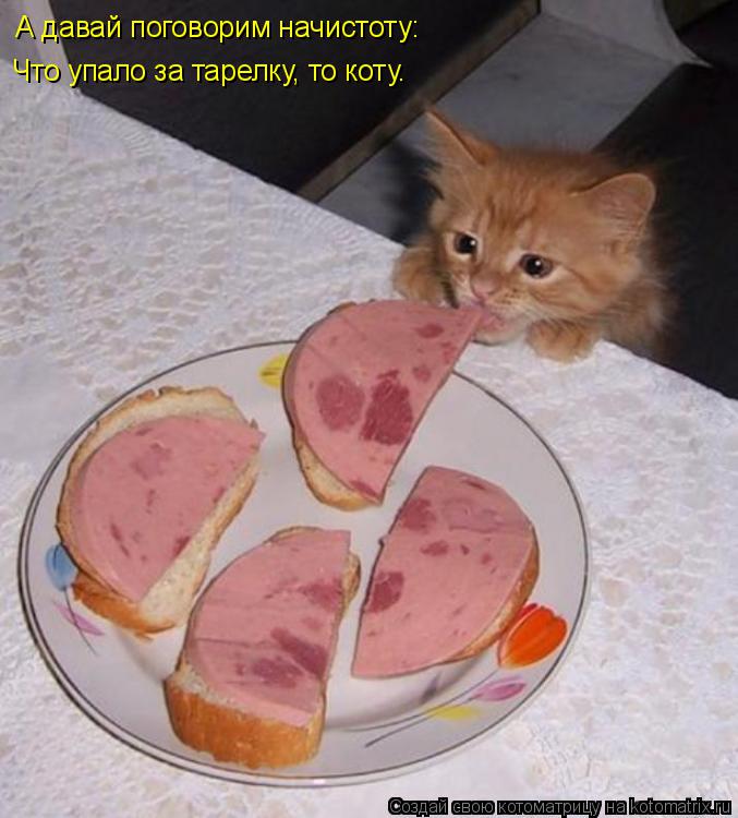 Котоматрица: А давай поговорим начистоту: Что упало за тарелку, то коту.
