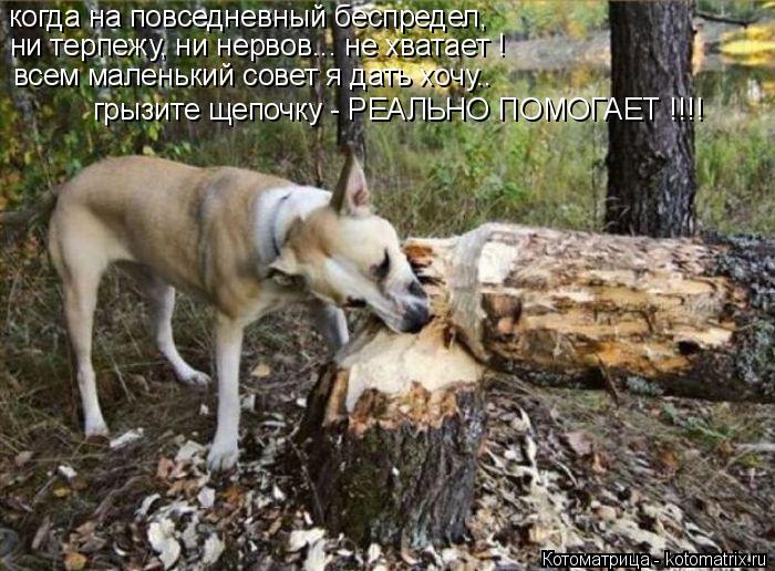 Котоматрица: когда на повседневный беспредел, ни терпежу, ни нервов... не хватает ! всем маленький совет я дать хочу.. грызите щепочку - РЕАЛЬНО ПОМОГАЕТ !!!!