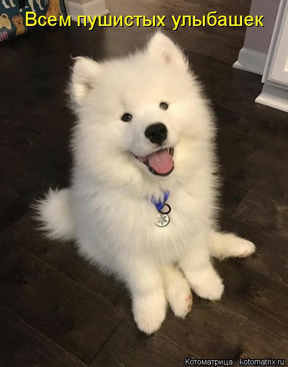 Котоматрица: Всем пушистых улыбашек