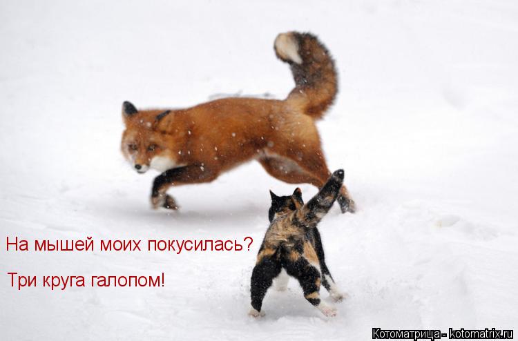 На мышей моих покусилась? Три круга галопом!... Котоматрица: На мышей моих покусилась? Три круга галопом!