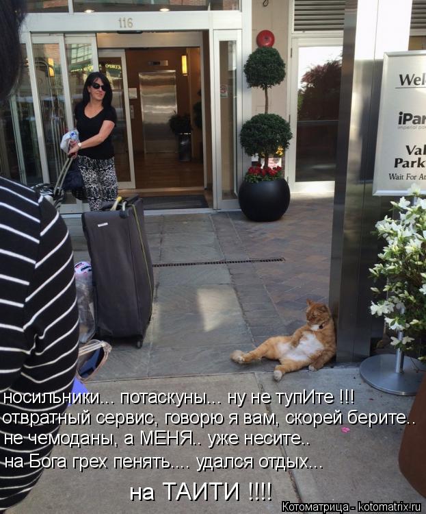 Котоматрица: носильники... потаскуны... ну не тупИте !!! отвратный сервис, говорю я вам, скорей берите.. не чемоданы, а МЕНЯ.. уже несите.. на Бога грех пенять...