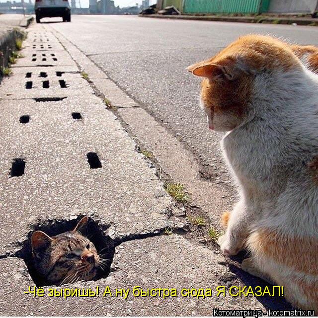 -Чё зыришь! А ну быстра сюда Я СКАЗАЛ!... Котоматрица: -Чё зыришь! А ну быстра сюда Я СКАЗАЛ!