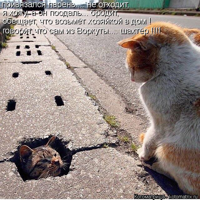 привязался парень.... не отходит, я хожу, а он поодаль... бродит, обещает, что возьмёт хозяйкой в дом... Котоматрица: привязался парень.... не отходит, я хожу, а он поодаль... бродит, обещает, что возьмёт хозяйкой в дом ! говорит что сам из Воркуты.... шахтёр !!!!
