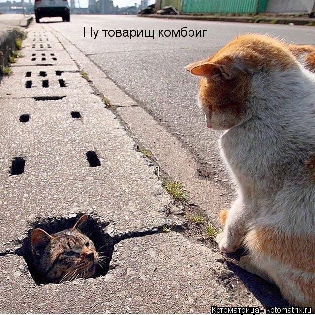 Ну товарищ комбриг... Котоматрица: Ну товарищ комбриг