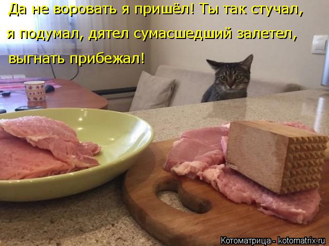 Да не воровать я пришёл! Ты так стучал, выгнать прибежал! я подумал, дятел сумасшедший залетел,... Котоматрица: Да не воровать я пришёл! Ты так стучал, выгнать прибежал! я подумал, дятел сумасшедший залетел,