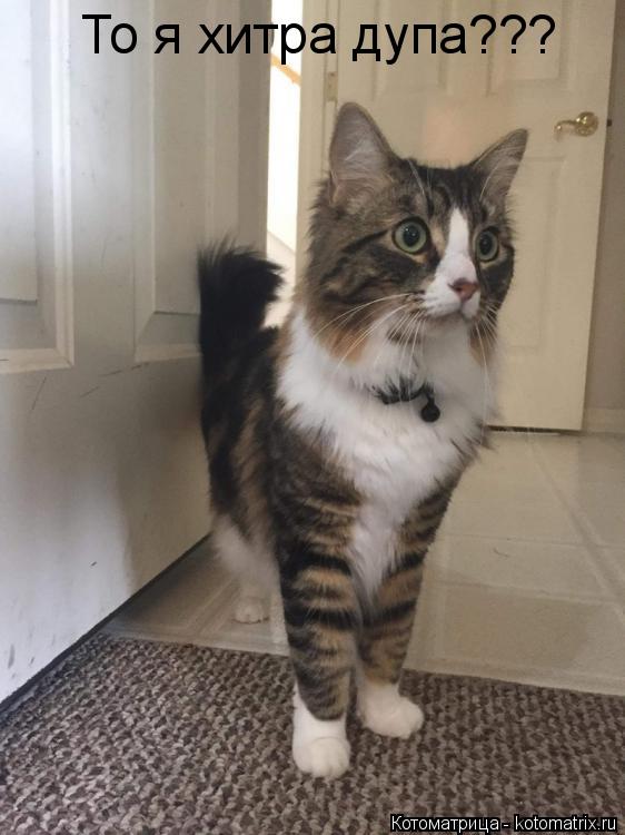 То я хитра дупа???... Котоматрица: То я хитра дупа???