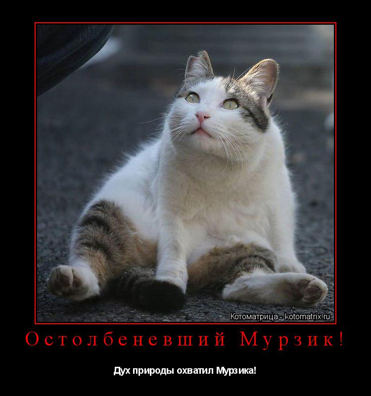 Остолбеневший Мурзик! Дух природы охватил Мурзика!... Котоматрица: Остолбеневший Мурзик! Дух природы охватил Мурзика!