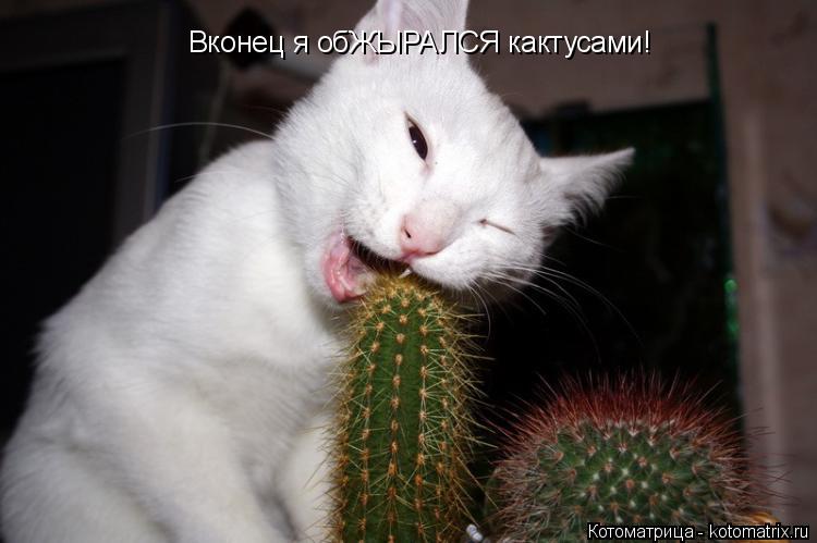 Вконец я обЖЫРАЛСЯ кактусами!... Котоматрица: Вконец я обЖЫРАЛСЯ кактусами!