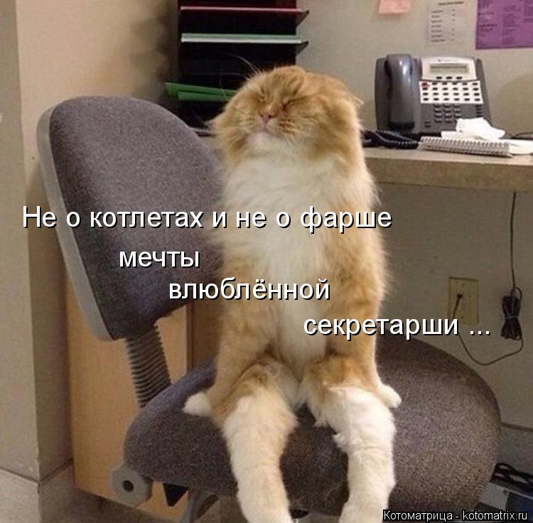 мечты влюблённой секретарши ... Не о котлетах и не о фарше... Котоматрица: мечты влюблённой секретарши ... Не о котлетах и не о фарше