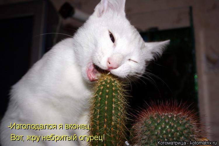 -Изголодался я вконец, Вот, жру небритый огурец!... Котоматрица: -Изголодался я вконец, Вот, жру небритый огурец!