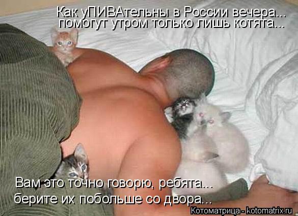 Как уПИВАтельны в России вечера... помогут утром только лишь котята... Вам это точно говорю, ребята..... Котоматрица: Как уПИВАтельны в России вечера... помогут утром только лишь котята... Вам это точно говорю, ребята... берите их побольше со двора...
