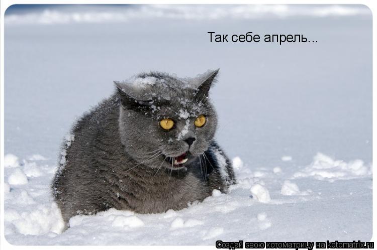 Так себе апрель...... Котоматрица: Так себе апрель...