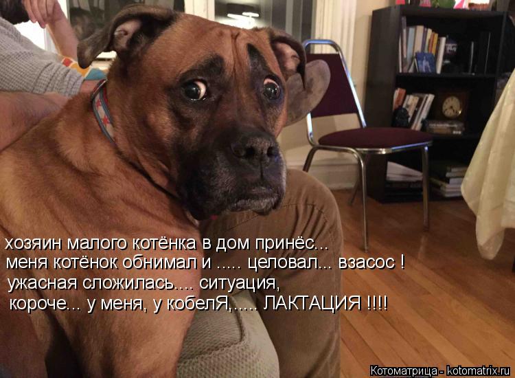 хозяин малого котёнка в дом принёс... меня котёнок обнимал и ..... целовал... взасос ! ужасная сложил... Котоматрица: хозяин малого котёнка в дом принёс... меня котёнок обнимал и ..... целовал... взасос ! ужасная сложилась.... ситуация, короче... у меня, у кобелЯ,.....