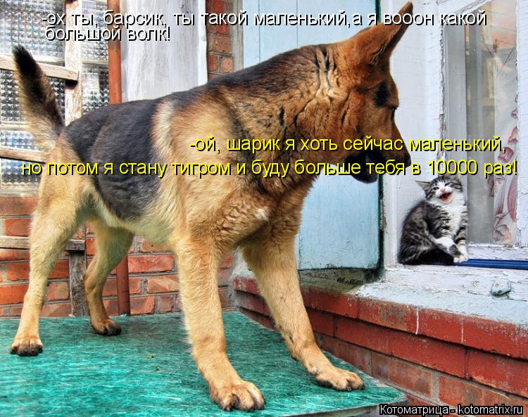 -эх ты, барсик, ты такой маленький,а я вооон какой большой волк! -ой, шарик я хоть сейчас маленький,... Котоматрица: -эх ты, барсик, ты такой маленький,а я вооон какой большой волк! -ой, шарик я хоть сейчас маленький, но потом я стану тигром и буду больше тебя