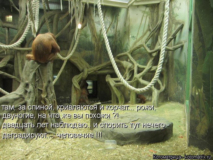 там, за спиной, кривляются и корчат... рожи, двуногие, на что же вы похожи ?! двадцать лет наблюдаю..... Котоматрица: там, за спиной, кривляются и корчат... рожи, двуногие, на что же вы похожи ?! двадцать лет наблюдаю.. и спорить тут нечего - деградируют.... челове