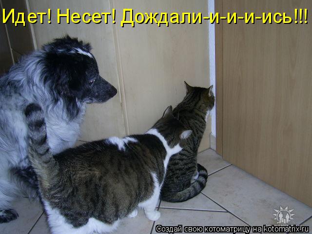 Идет! Несет! Дождали-и-и-и-ись!!!... Котоматрица: Идет! Несет! Дождали-и-и-и-ись!!!