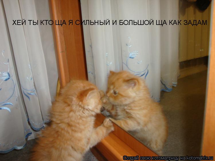 ХЕЙ ТЫ КТО ЩА Я СИЛЬНЫЙ И БОЛЬШОЙ ЩА КАК ЗАДАМ... Котоматрица: ХЕЙ ТЫ КТО ЩА Я СИЛЬНЫЙ И БОЛЬШОЙ ЩА КАК ЗАДАМ