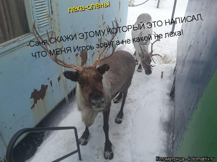 лёха-олень! лёха-олень! -Саня,СКАЖИ ЭТОМУ,КОТОРЫЙ ЭТО НАПИСАЛ, ЧТО МЕНЯ Игорь зовут,а не какой не лёх... Котоматрица: лёха-олень! лёха-олень! -Саня,СКАЖИ ЭТОМУ,КОТОРЫЙ ЭТО НАПИСАЛ, ЧТО МЕНЯ Игорь зовут,а не какой не лёха!