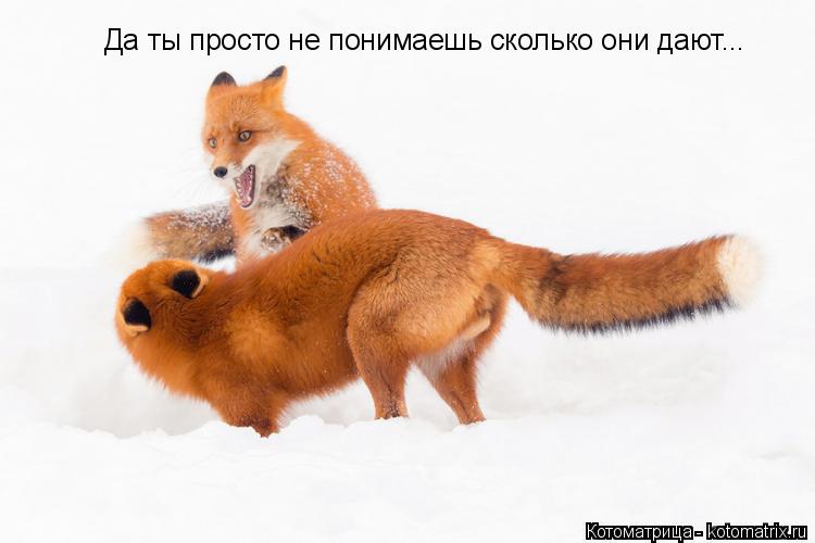 Да ты просто не понимаешь сколько они дают...... Котоматрица: Да ты просто не понимаешь сколько они дают...