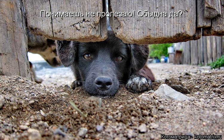 Понимаешь не пролезаю! Обыдна да?... Котоматрица: Понимаешь не пролезаю! Обыдна да?