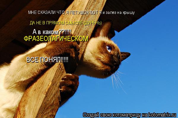 МНЕ СКАЗАЛИ ЧТО Я ПЕТУШОК ВОТ Я и залез на крышу ДА НЕ В ПРЯМОМ СМЫСЛЕ (ДУРЕНЬ) А в каком??!!!! ФРАЗЕ... Котоматрица: МНЕ СКАЗАЛИ ЧТО Я ПЕТУШОК ВОТ Я и залез на крышу ДА НЕ В ПРЯМОМ СМЫСЛЕ (ДУРЕНЬ) А в каком??!!!! ФРАЗЕОЛАГИЧЕСКОМ ВСЕ ПОНЯЛ!!!!!