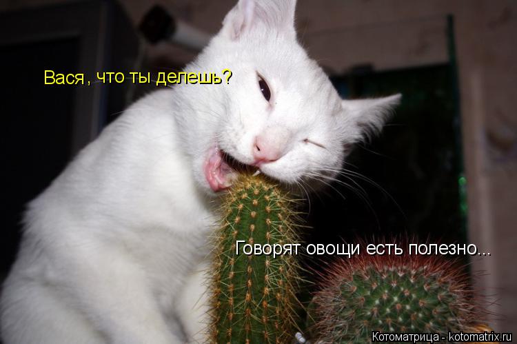 Вася , что ты делешь? Говорят овощи есть полезно...... Котоматрица: Вася , что ты делешь? Говорят овощи есть полезно...