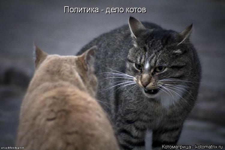 Политика - дело котов... Котоматрица: Политика - дело котов