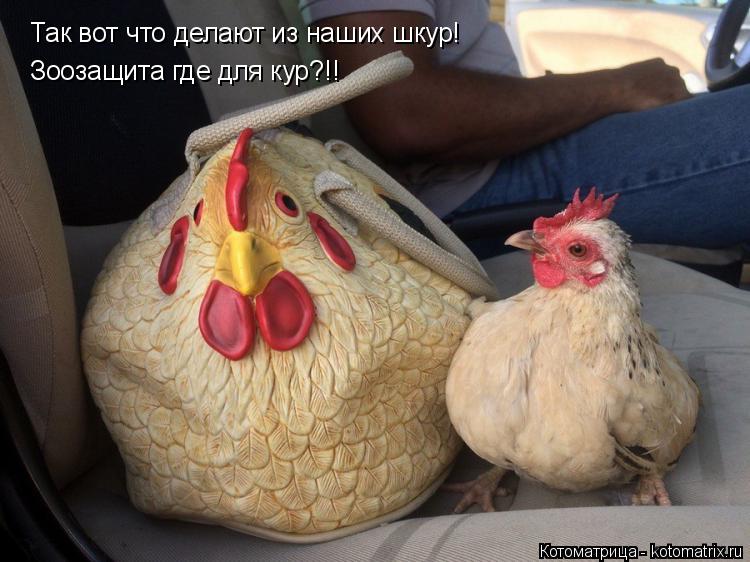 Так вот что делают из наших шкур! Зоозащита где для кур?!!... Котоматрица: Так вот что делают из наших шкур! Зоозащита где для кур?!!