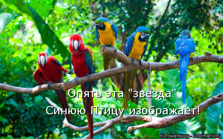 Опять эта "звезда" Синюю Птицу изображает!... Котоматрица: Опять эта "звезда" Синюю Птицу изображает!