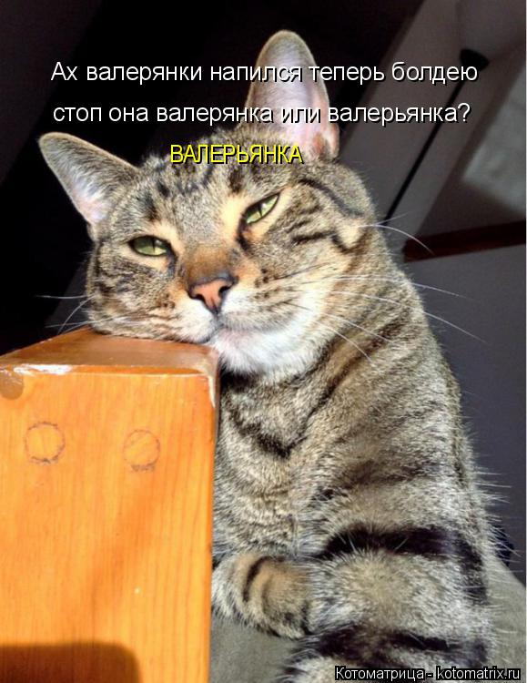 Ах валерянки напился теперь болдею стоп она валерянка или валерьянка? ВАЛЕРЬЯНКА... Котоматрица: Ах валерянки напился теперь болдею стоп она валерянка или валерьянка? ВАЛЕРЬЯНКА