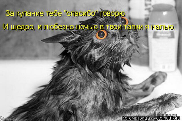 За купание тебе "спасибо" говорю И щедро, и любезно ночью в твои тапки я налью.... Котоматрица: За купание тебе "спасибо" говорю И щедро, и любезно ночью в твои тапки я налью.