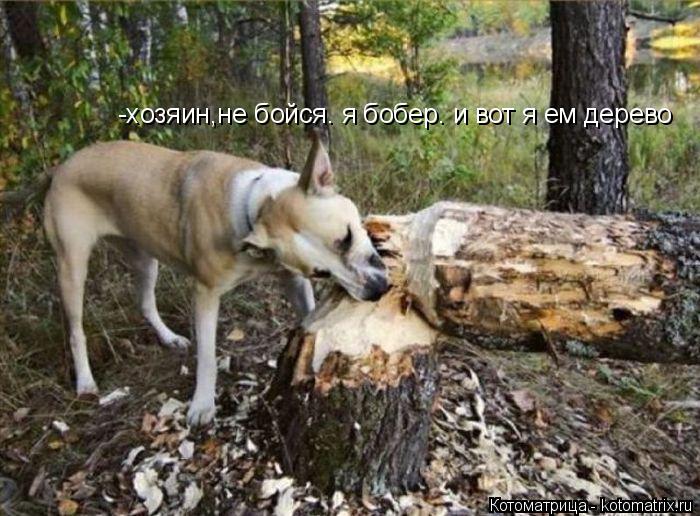 -хозяин,не бойся. я бобер. и вот я ем дерево... Котоматрица: -хозяин,не бойся. я бобер. и вот я ем дерево
