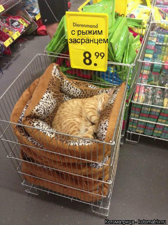 с рыжим засранцем... Котоматрица: с рыжим засранцем