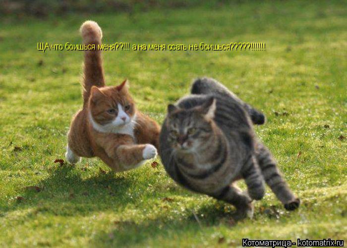 ЩА что боишься меня??!!! а на меня ссать не боишься?????!!!!!!!... Котоматрица: ЩА что боишься меня??!!! а на меня ссать не боишься?????!!!!!!!