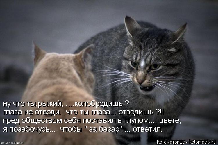 ну что ты,рыжий, ....колобродишь ? глаза не отводи...что ты глаза... отводишь ?!! пред обществом себя... Котоматрица: ну что ты,рыжий, ....колобродишь ? глаза не отводи...что ты глаза... отводишь ?!! пред обществом себя поставил в глупом.... цвете, я позабочусь.... чт