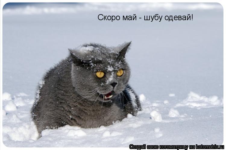 Скоро май - шубу одевай!... Котоматрица: Скоро май - шубу одевай!