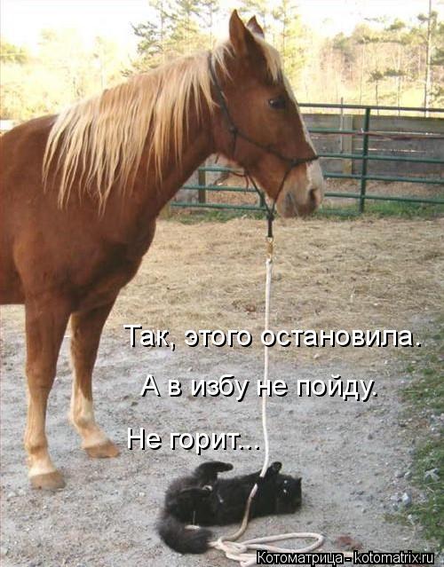Так, этого остановила. А в избу не пойду. Не горит...... Котоматрица: Так, этого остановила. А в избу не пойду. Не горит...