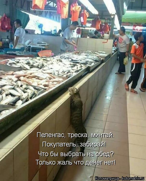 Что бы выбрать на обед? Только жаль что денег нет! Пеленгас, треска, минтай. Покупатель, забирай!... Котоматрица: Что бы выбрать на обед? Только жаль что денег нет! Пеленгас, треска, минтай. Покупатель, забирай!