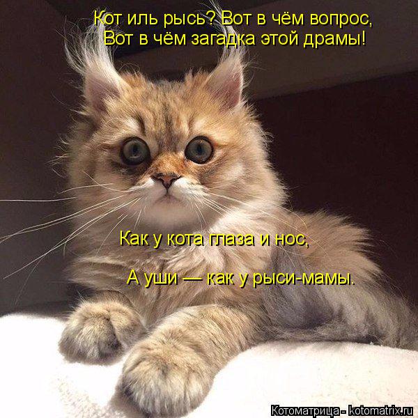 Кот иль рысь? Вот в чём вопрос, Вот в чём загадка этой драмы! Как у кота глаза и нос, Как у кота глаз... Котоматрица: Кот иль рысь? Вот в чём вопрос, Вот в чём загадка этой драмы! Как у кота глаза и нос, Как у кота глаза и нос, А уши — как у рыси-мамы.