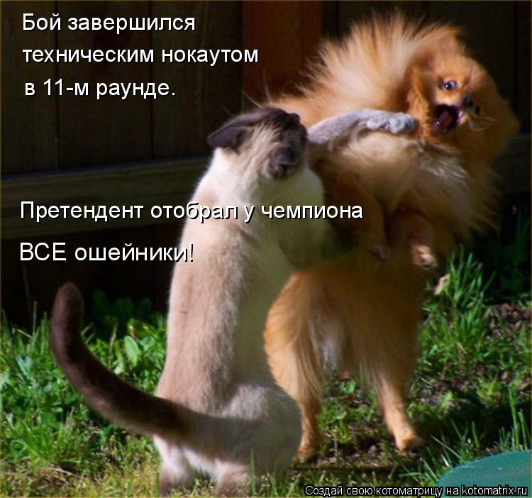 Бой завершился техническим нокаутом в 11-м раунде. Претендент отобрал у чемпиона ВСЕ ошейники!... Котоматрица: Бой завершился техническим нокаутом в 11-м раунде. Претендент отобрал у чемпиона ВСЕ ошейники!