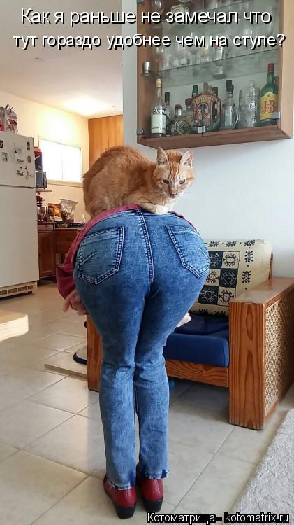 Как я раньше не замечал что тут гораздо удобнее чем на стуле?... Котоматрица: Как я раньше не замечал что тут гораздо удобнее чем на стуле?