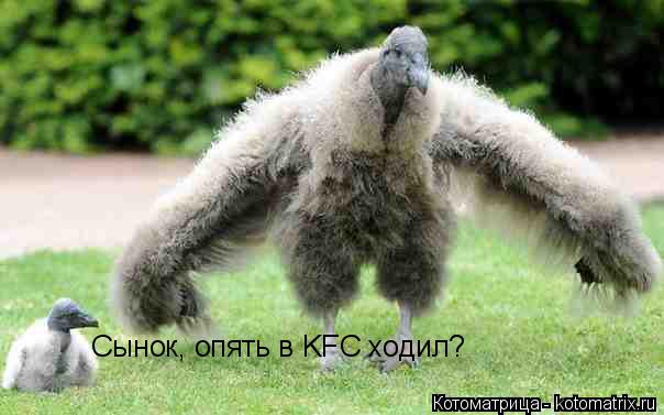Сынок, опять в KFC ходил?... Котоматрица: Сынок, опять в KFC ходил?