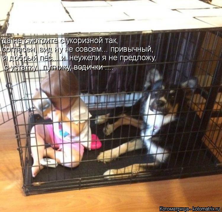 да не смотрите с укоризной так, согласен, вид ну не совсем... привычный, я добрый пёс... и неужели я... Котоматрица: да не смотрите с укоризной так, согласен, вид ну не совсем... привычный, я добрый пёс... и неужели я не предложу, с устатку , путнику, водички ....