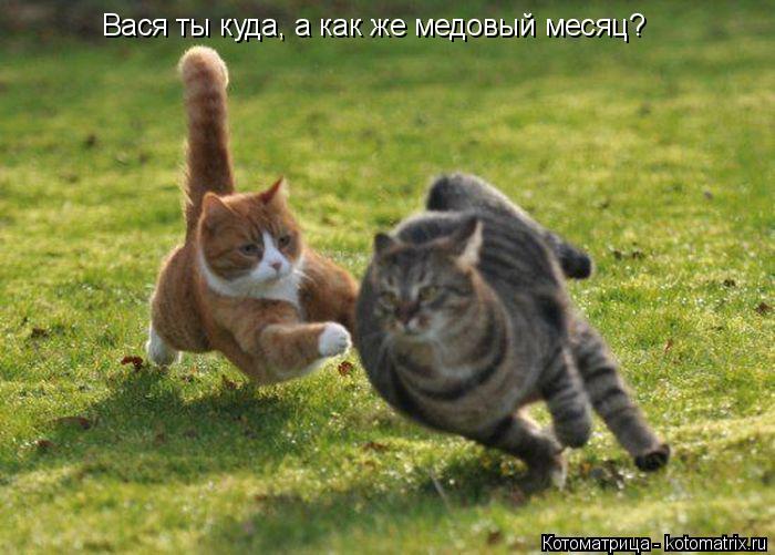 Вася ты куда, а как же медовый месяц?... Котоматрица: Вася ты куда, а как же медовый месяц?