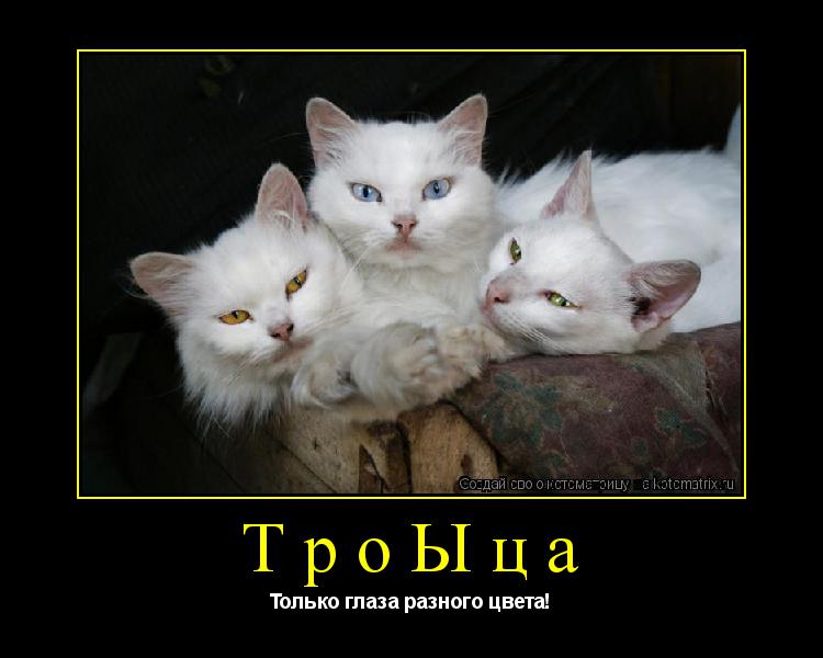 ТроЫца Только глаза разного цвета!... Котоматрица: ТроЫца Только глаза разного цвета!