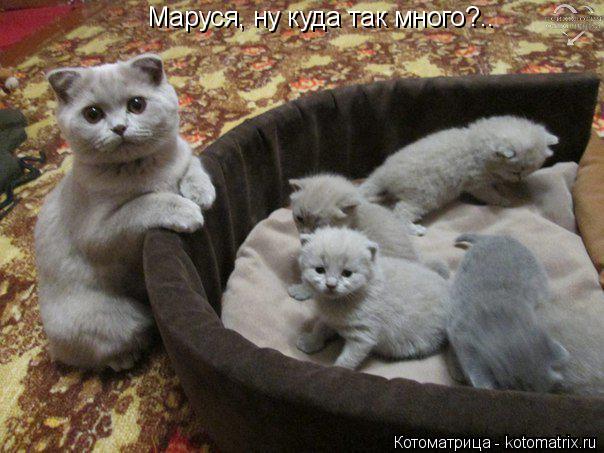 Маруся, ну куда так много?..... Котоматрица: Маруся, ну куда так много?..
