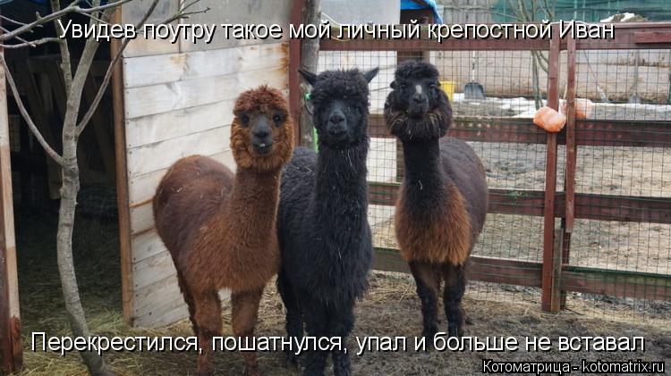 Увидев поутру такое мой личный крепостной Иван Перекрестился, пошатнулся, упал и больше не вставал... Котоматрица: Увидев поутру такое мой личный крепостной Иван Перекрестился, пошатнулся, упал и больше не вставал