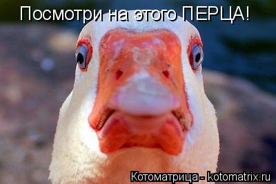 Посмотри на этого ПЕРЦА!... Котоматрица: Посмотри на этого ПЕРЦА!