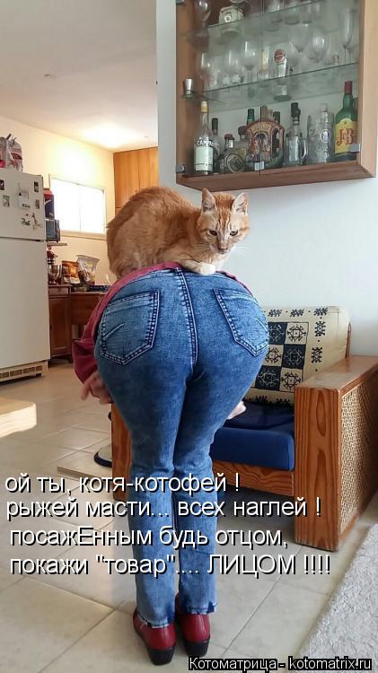 ой ты, котя-котофей ! рыжей масти... всех наглей ! посажЕнным будь отцом, покажи "товар".... ЛИЦОМ !!... Котоматрица: ой ты, котя-котофей ! рыжей масти... всех наглей ! посажЕнным будь отцом, покажи "товар".... ЛИЦОМ !!!!