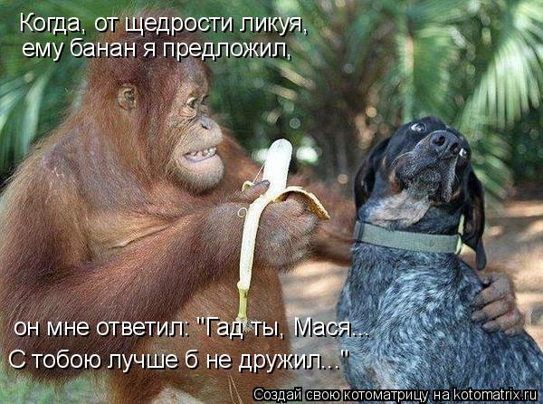 Когда, от щедрости ликуя, ему банан я предложил, он мне ответил: "Гад ты, Мася... С тобою лучше б н... Котоматрица: Когда, от щедрости ликуя, ему банан я предложил, он мне ответил: "Гад ты, Мася... С тобою лучше б не дружил..."